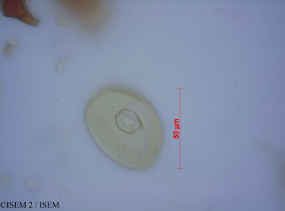 ISEM 2/Restio_tuberculatus_39261/Restio_tuberculatus_39261_0001(copy)_thumb.jpg